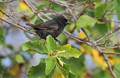 Small Ground-Finch